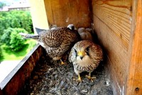 /album/a5-6-2013/peri-po-ptaceti-jpg/